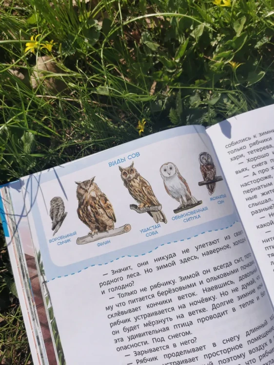 Птицы. Детская энциклопедия (Чевостик) | Качур Елена Александровна, Манушкина Наталья 4.webp